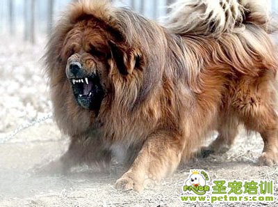藏獒冬日護(hù)理