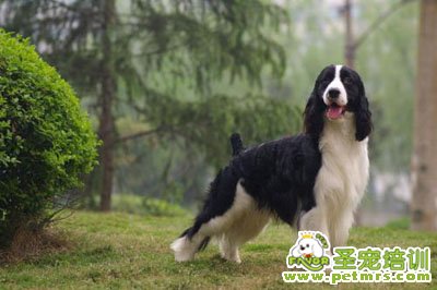英國史賓格犬