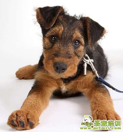可愛(ài)的狗狗 