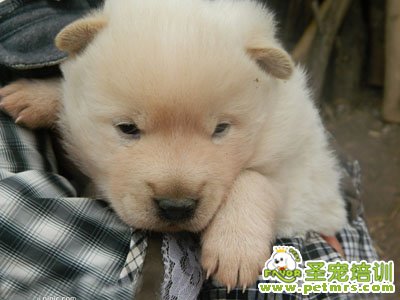 松獅犬