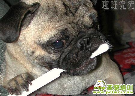 狗狗牙齒護(hù)理