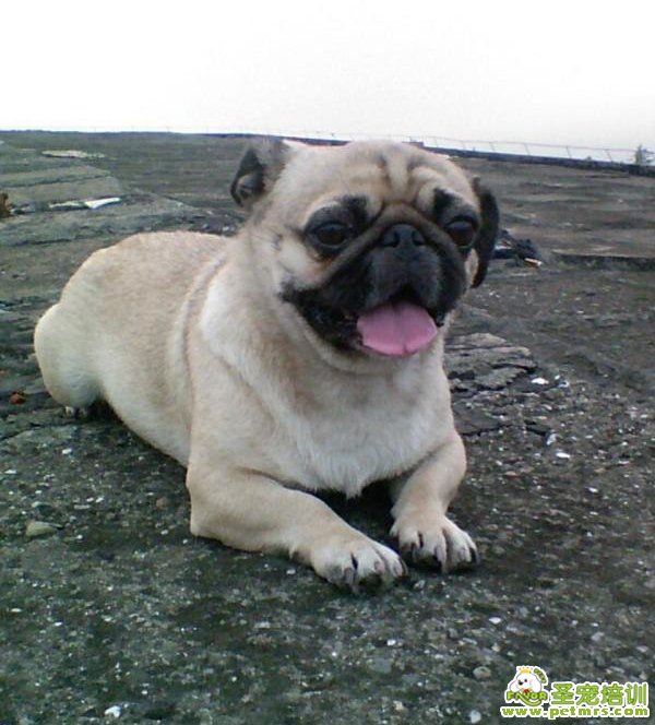 巴哥犬