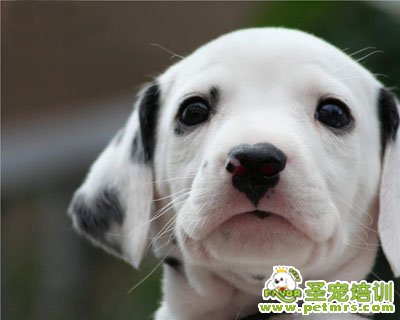 斑點(diǎn)狗狗