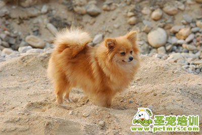 博美犬