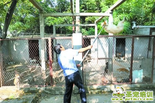 在犬只留檢所，工作人員直接將狗投入籠中。