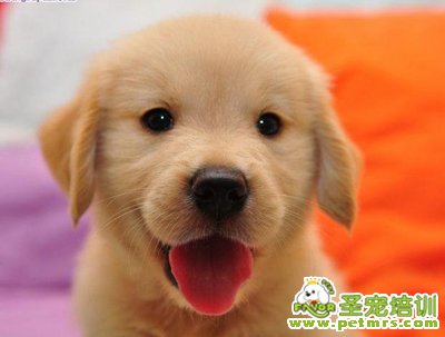 狗狗犬瘟會是這三點小細節(jié)造成的？