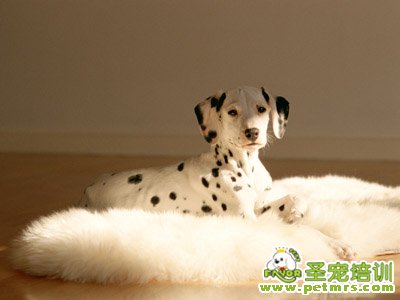 斑點(diǎn)狗狗