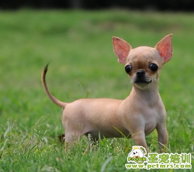 幼犬注意事項