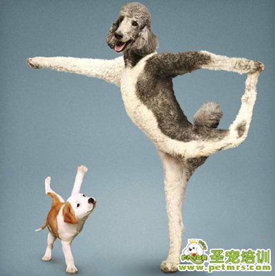狗狗運動