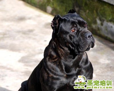卡斯羅特點(diǎn)