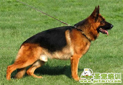 德國(guó)牧羊犬