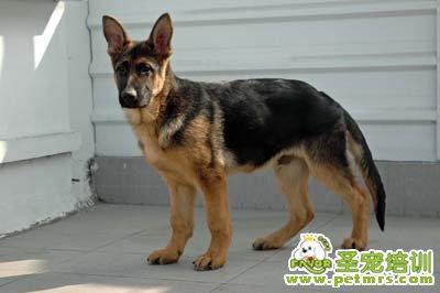 德國(guó)牧羊犬
