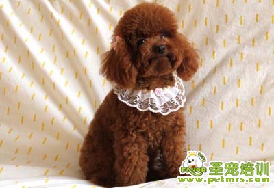 可愛(ài)狗狗