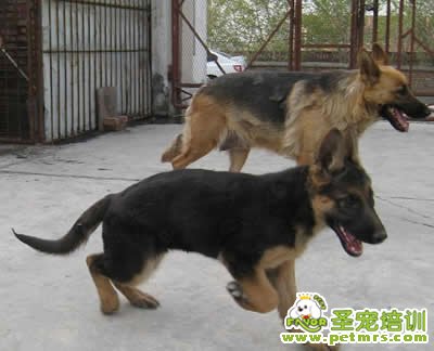德牧幼犬
