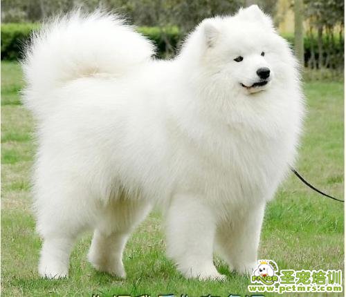 聽(tīng)話的狗狗