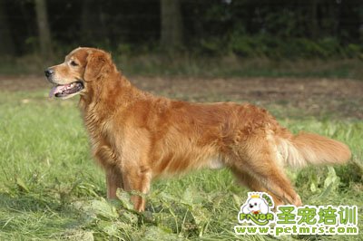 金毛犬