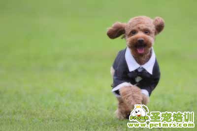 貴賓犬