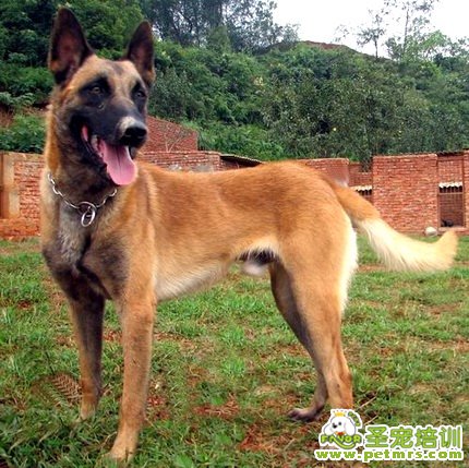馬犬的訓(xùn)練