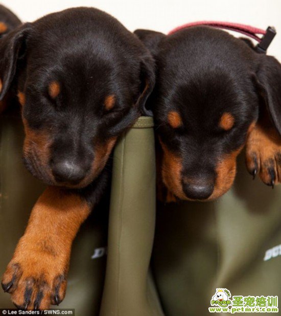 挑選好的犬