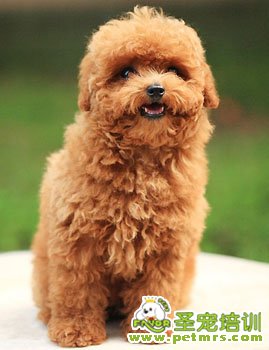 可愛的貴賓犬