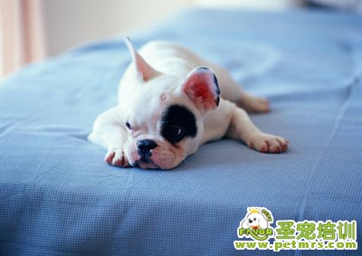 斗牛犬