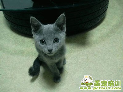 俄羅斯藍(lán)貓