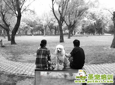 狗狗禁養(yǎng)令