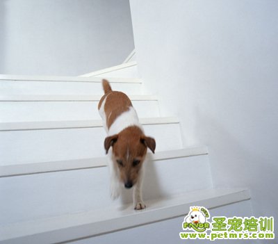 狗狗下樓梯