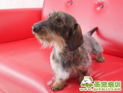 可愛(ài)狗狗