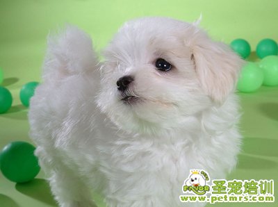 可愛狗狗