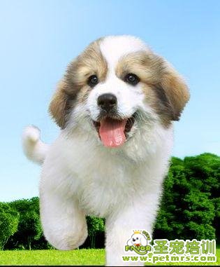 何謂狗狗驅(qū)蟲和疫苗