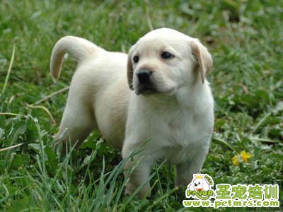 可愛(ài)狗狗