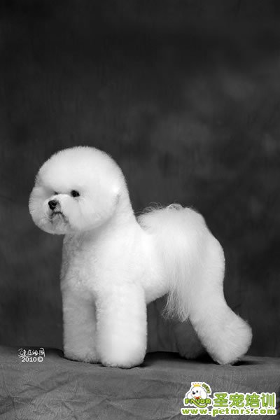 圣寵寵物導(dǎo)師-李博昭-比熊犬美容