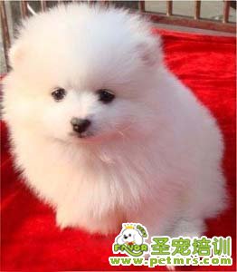 可愛的博美犬