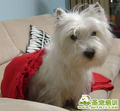 可愛狗狗