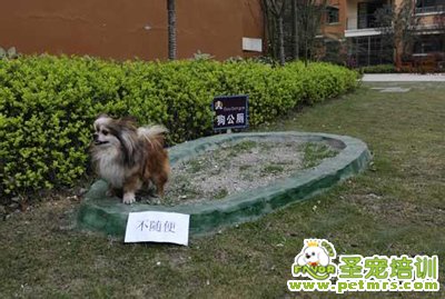 狗狗衛(wèi)生訓(xùn)練