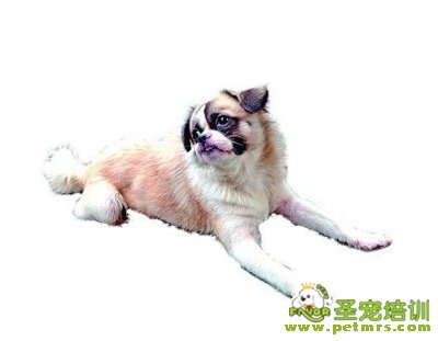 這是誰(shuí)家的狗狗