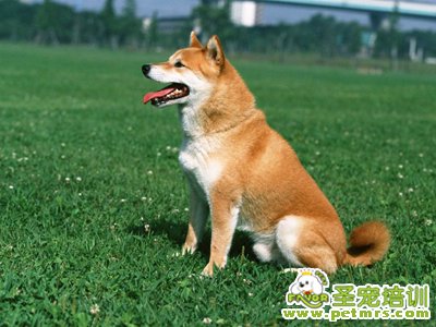 狗狗服從性訓(xùn)練