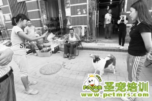 狗狗會(huì)數(shù)數(shù)