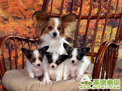 蝴蝶犬