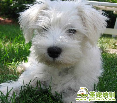 狗狗