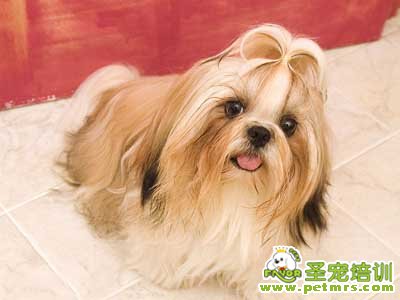 可愛(ài)狗狗
