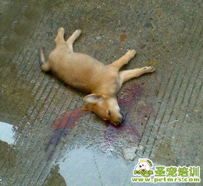 主人當(dāng)眾摔死狗