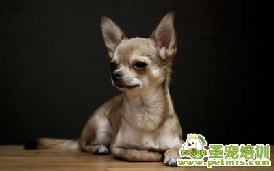 吉娃娃犬