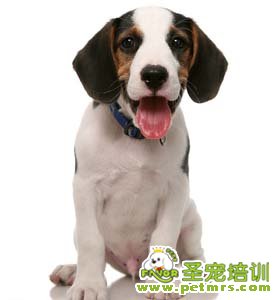 可愛(ài)狗狗