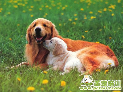 養(yǎng)狗可以治病
