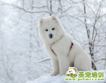 狗狗無(wú)法消化糖