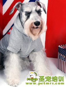雪納瑞犬