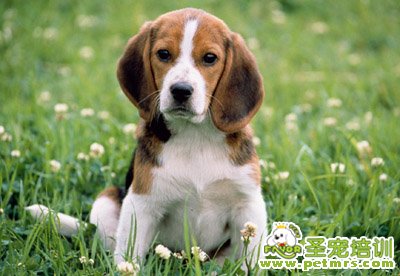 比格犬