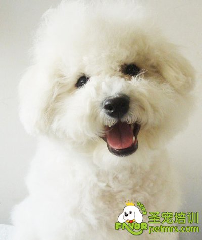 溺愛(ài)狗狗